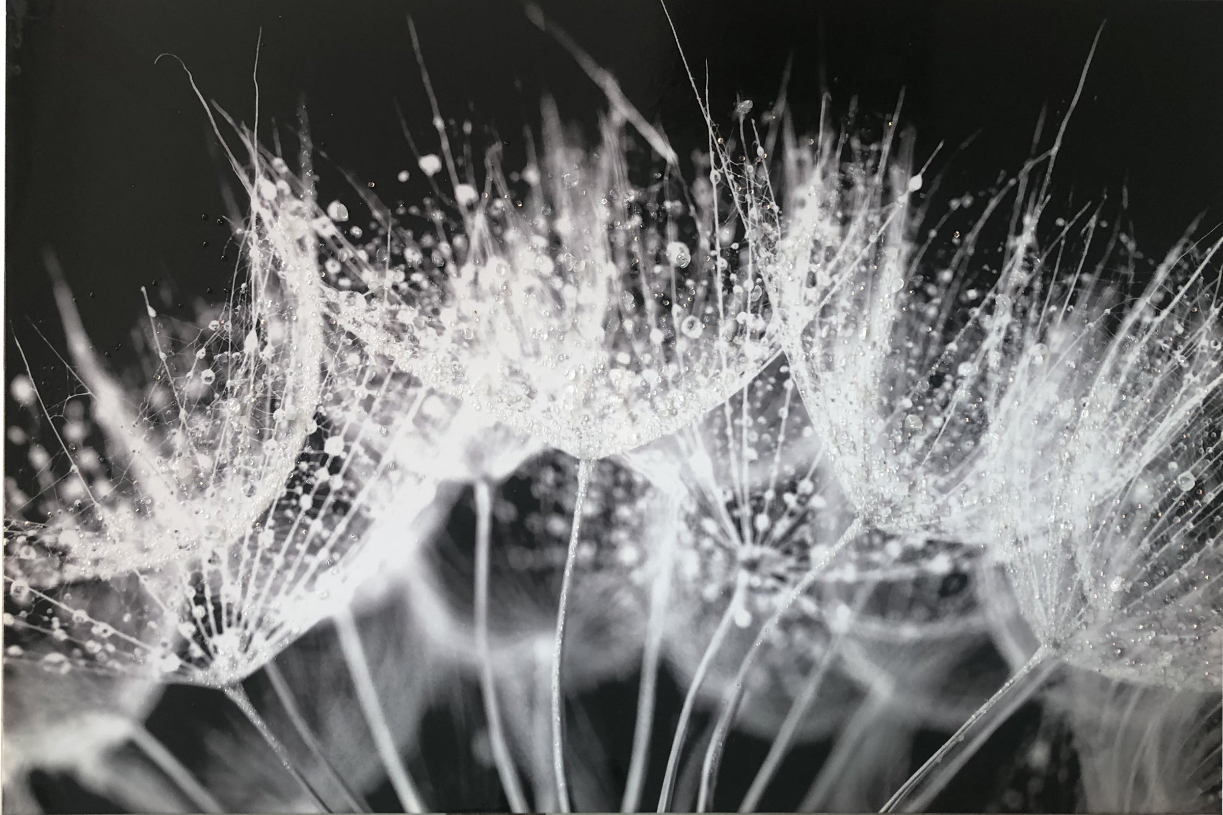 Pannello da parete rettangolare stampato con soffioni cm 120x80h