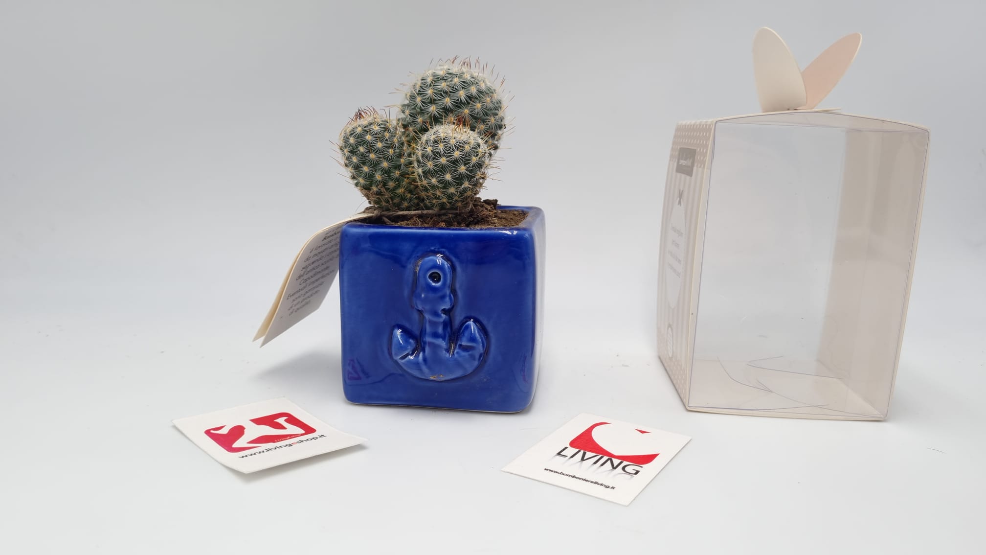 Pianta Grassa In Vasetto Capodimonte Applicazione Ancora