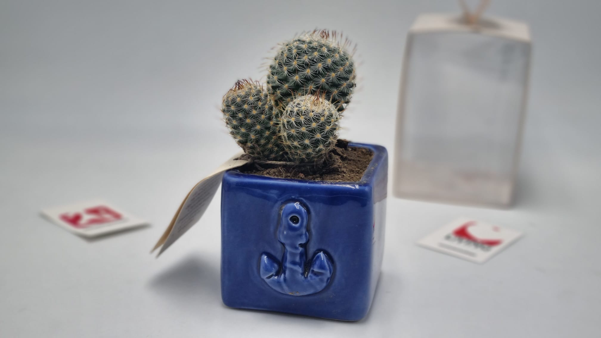 Pianta Grassa In Vasetto Capodimonte Applicazione Ancora - immagine 2