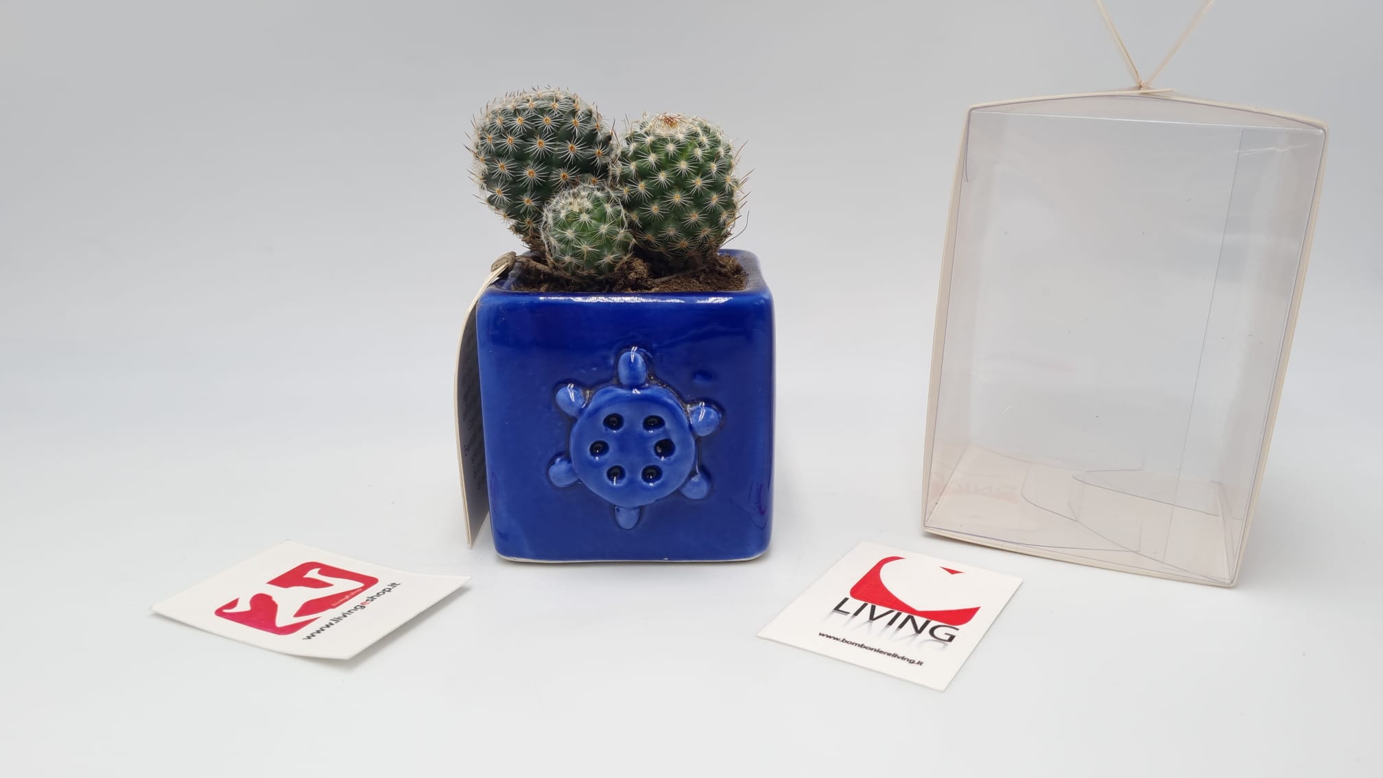 Pianta Grassa In Vasetto Capodimonte Applicazione Ancora - immagine 3