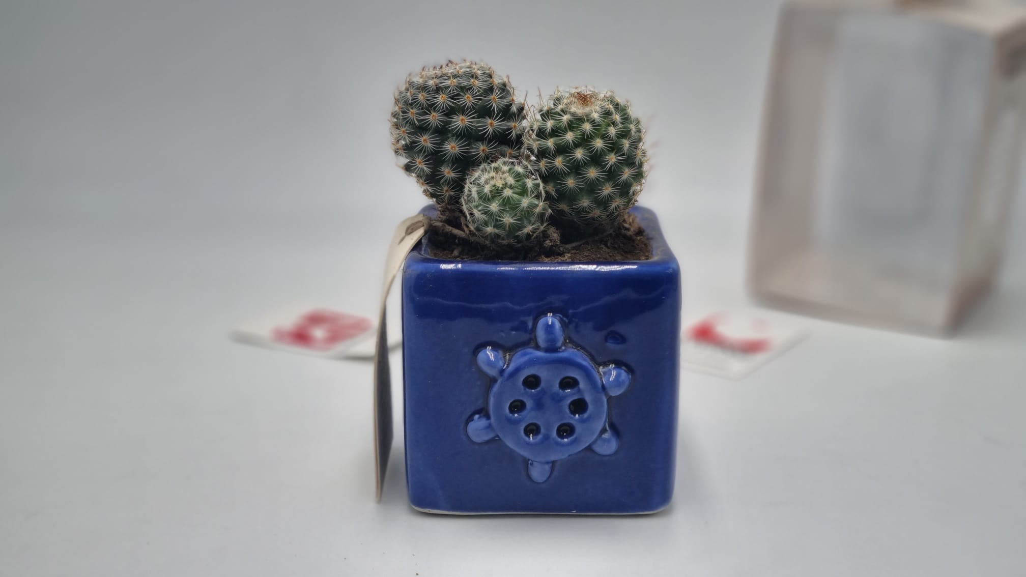 Pianta Grassa In Vasetto Capodimonte Applicazione Ancora - immagine 4